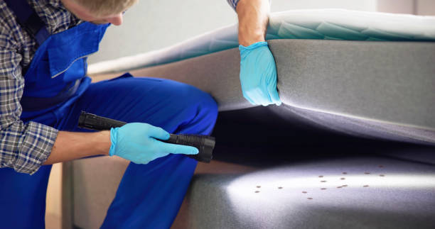 Wasp Removal Services in Mcnary, AZ