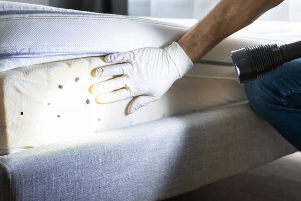 Best Flea Control Services  in Mcnary, AZ