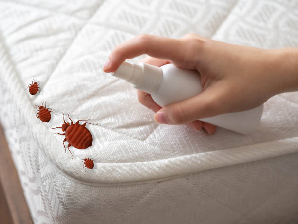 Trusted Mcnary, AZ Pest Control Experts