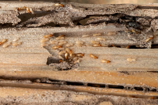 Best Affordable Pest Control Services  in Mcnary, AZ